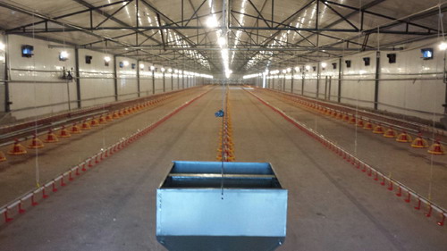 甘肅中盛集團(tuán) 肉雞絞龍供料飲水系統(tǒng)