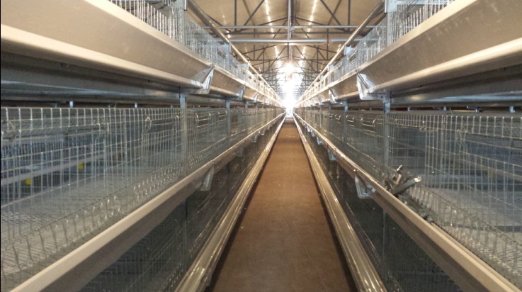 甘肅中盛集團(tuán)肉雞籠養(yǎng)安裝現(xiàn)場(chǎng)照片