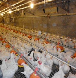 肉種雞舍自動(dòng)供料系統(tǒng)