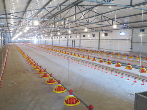 肉雞舍自動(dòng)供料飲水