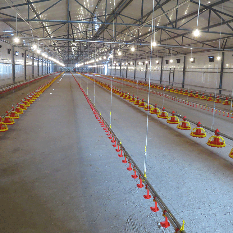 肉雞絞龍盤式自動供料、供水系統(tǒng)